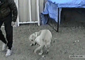 1.gif